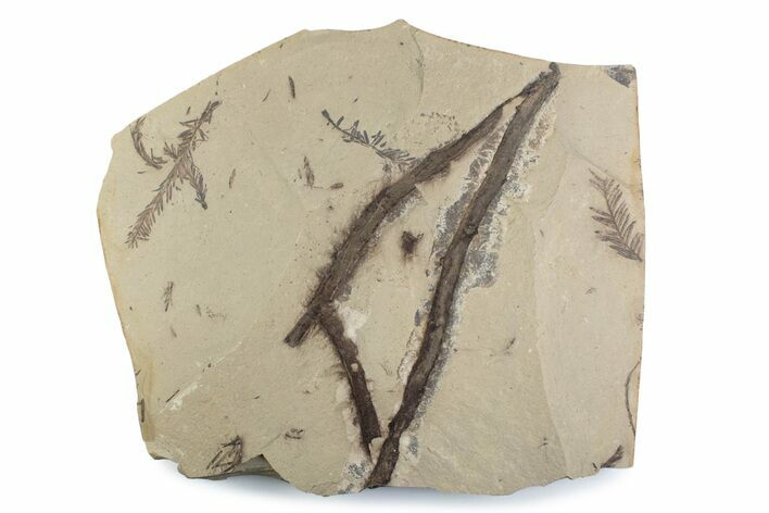 Shale With Dawn Redwood (Metasequoia) Fossils - Montana #378286